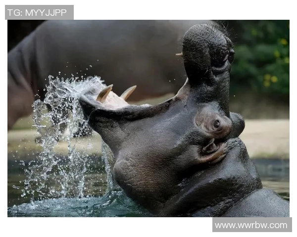 塔毛利帕与蒂华纳激战正酣谁能在这场较量中胜出